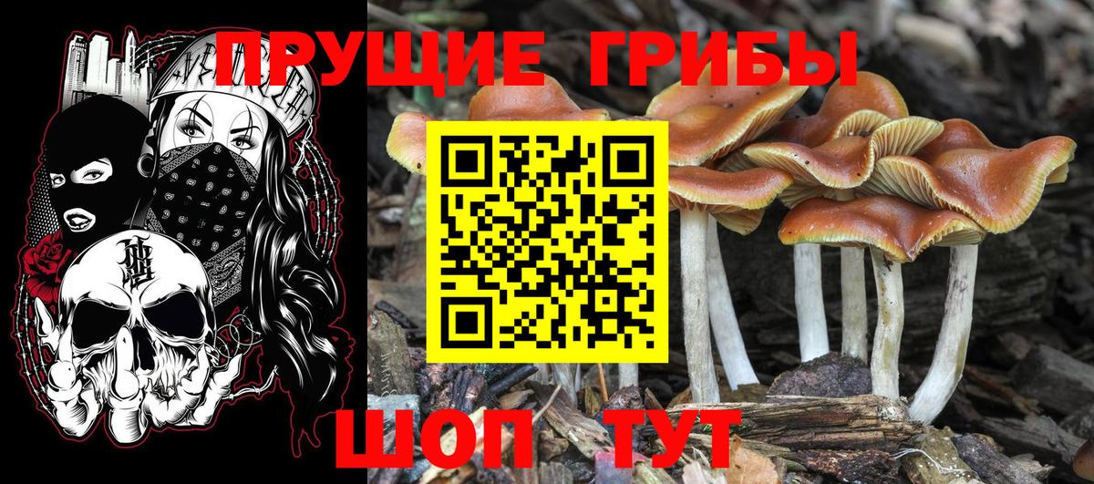 Псилоцибиновые грибы Psilocybine cubensis  Вход с VPN  Галлюциногенные грибы GOLDEN TEACHER  Канск 